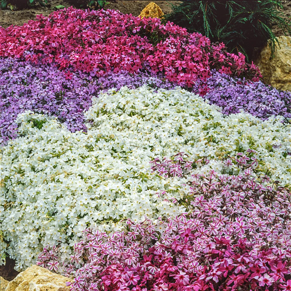 Creeping Phlox Mixture - Image 4