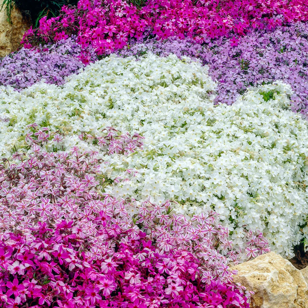 Creeping Phlox Mixture - Image 5