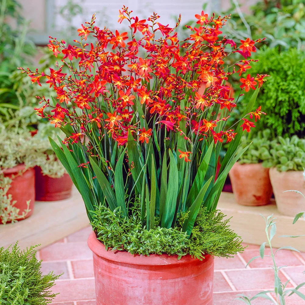 Crocosmia Carmine Brilliant