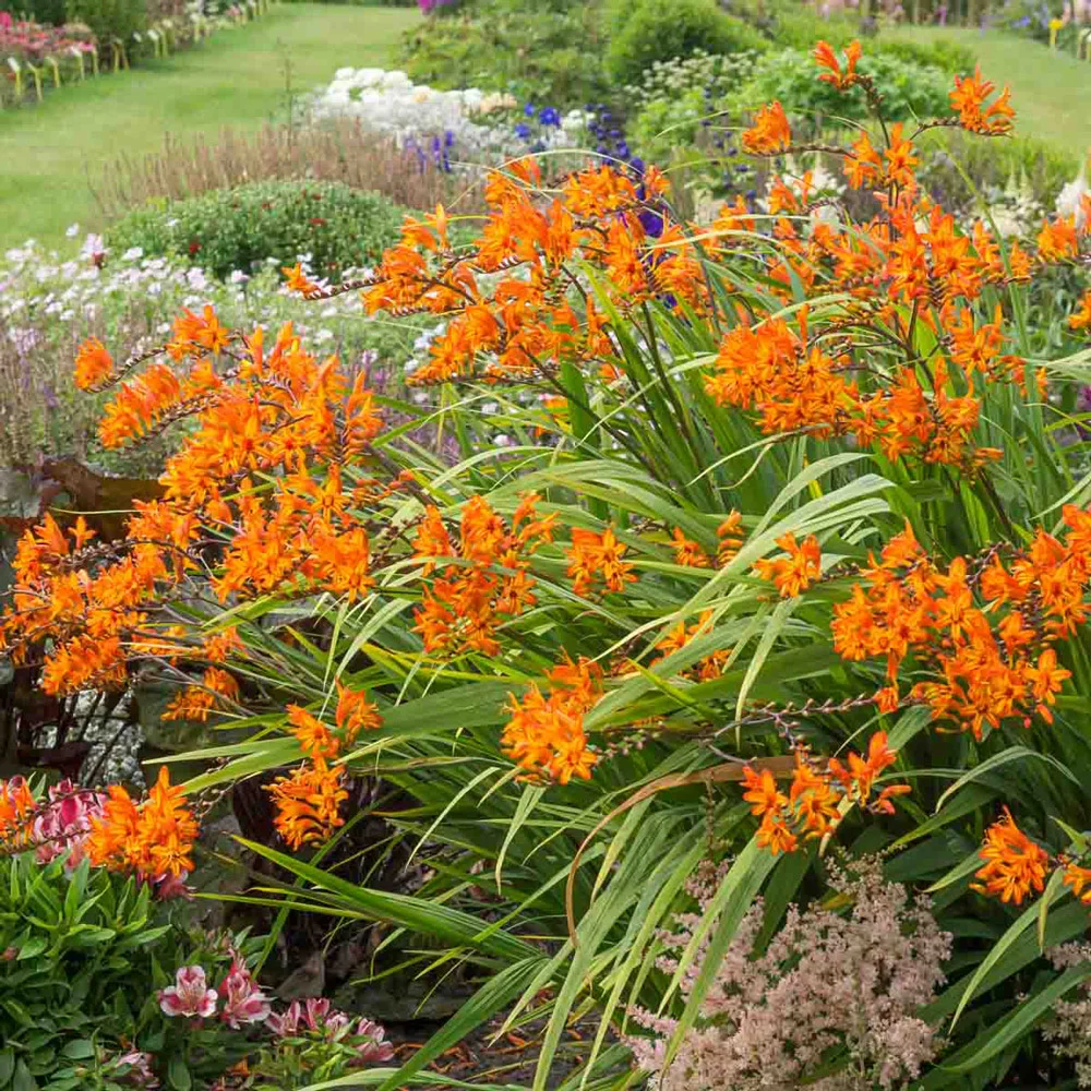 Crocosmia Firestarter - Image 2