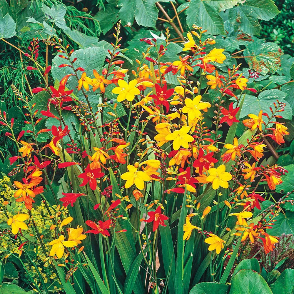 Crocosmia Mix