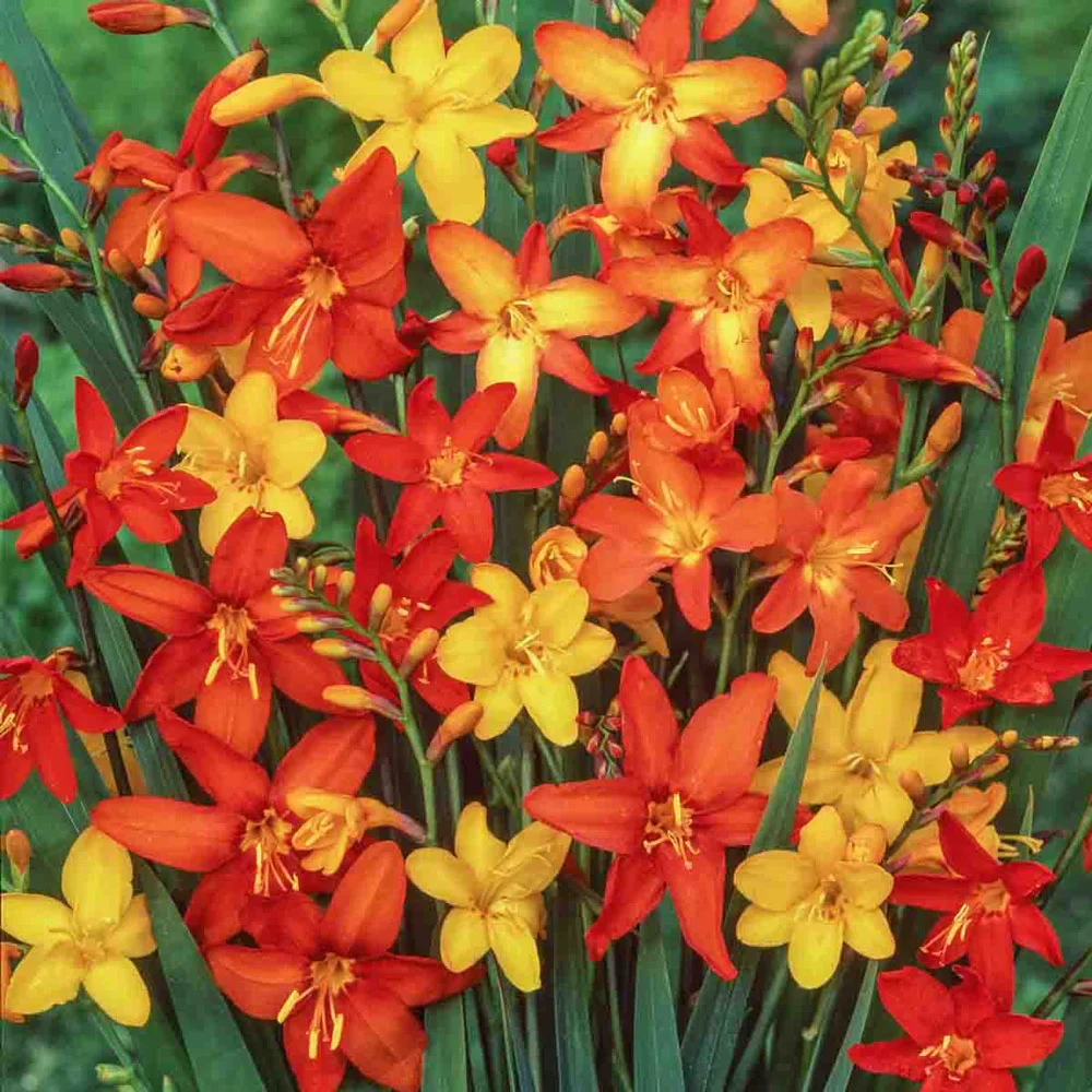 Crocosmia Mix - Image 3
