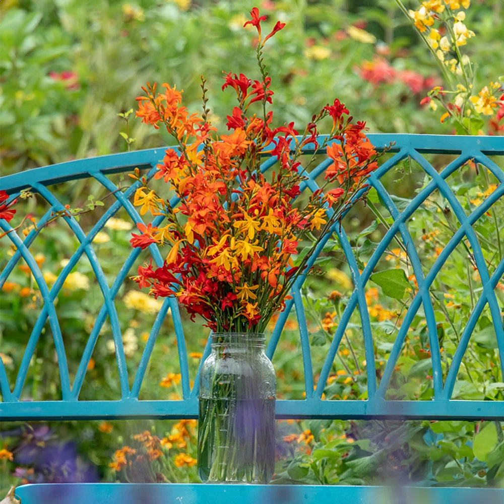 Crocosmia Mix - Image 4