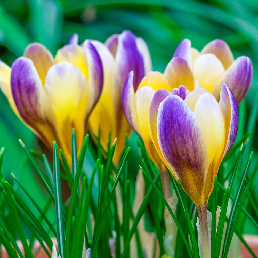 Species Crocus Advance (chrysanthus)