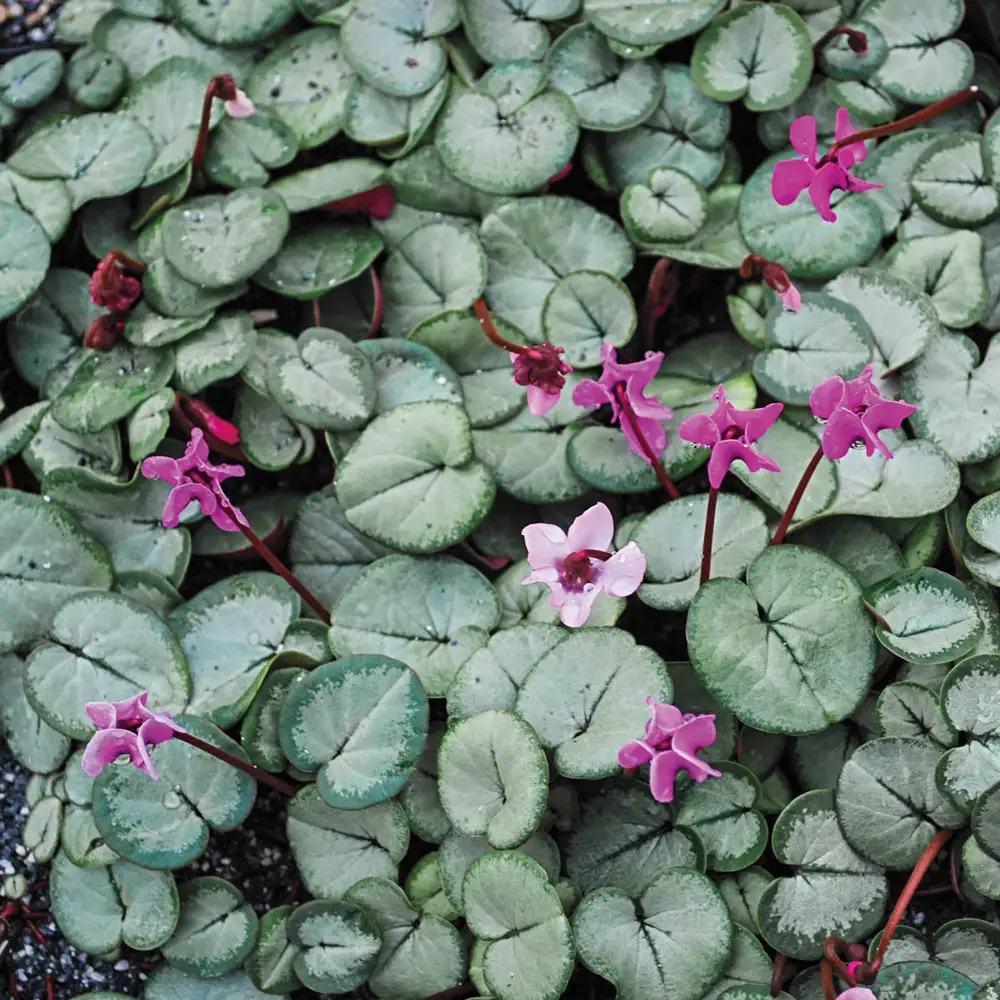Cyclamen coum Pewter Leaf Mix - Image 2