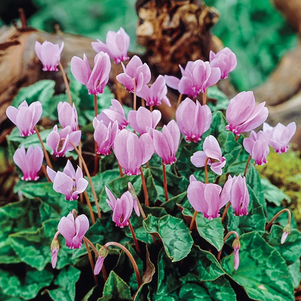 Hardy Fall Blooming Cyclamen (Cyclamen hederifolium)