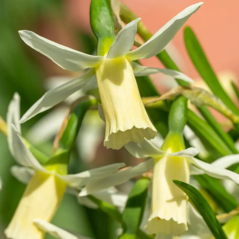 Cyclamineus Daffodil Snipe - Image 2