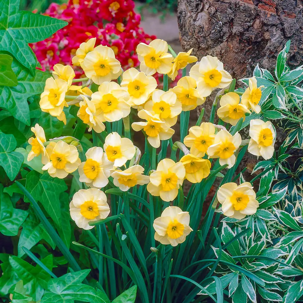 Jonquilla Narcissus Sun Disc