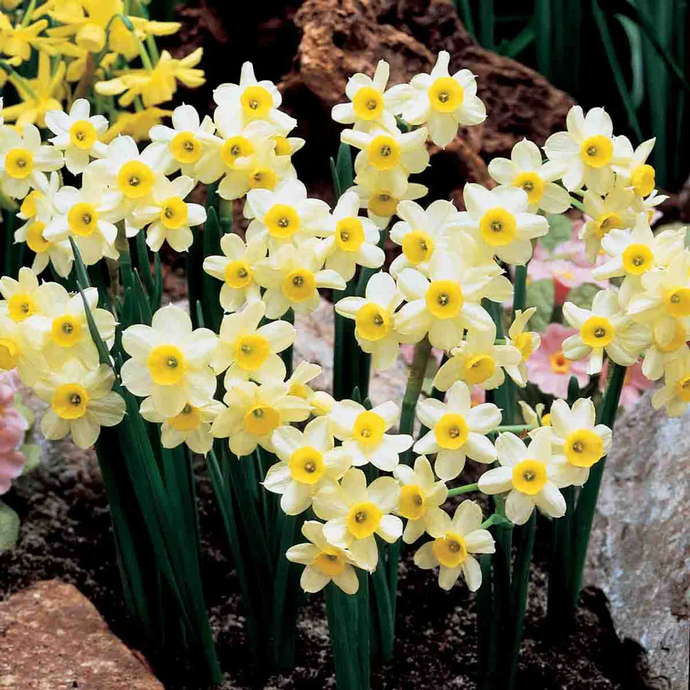 Tazetta Daffodil Minnow