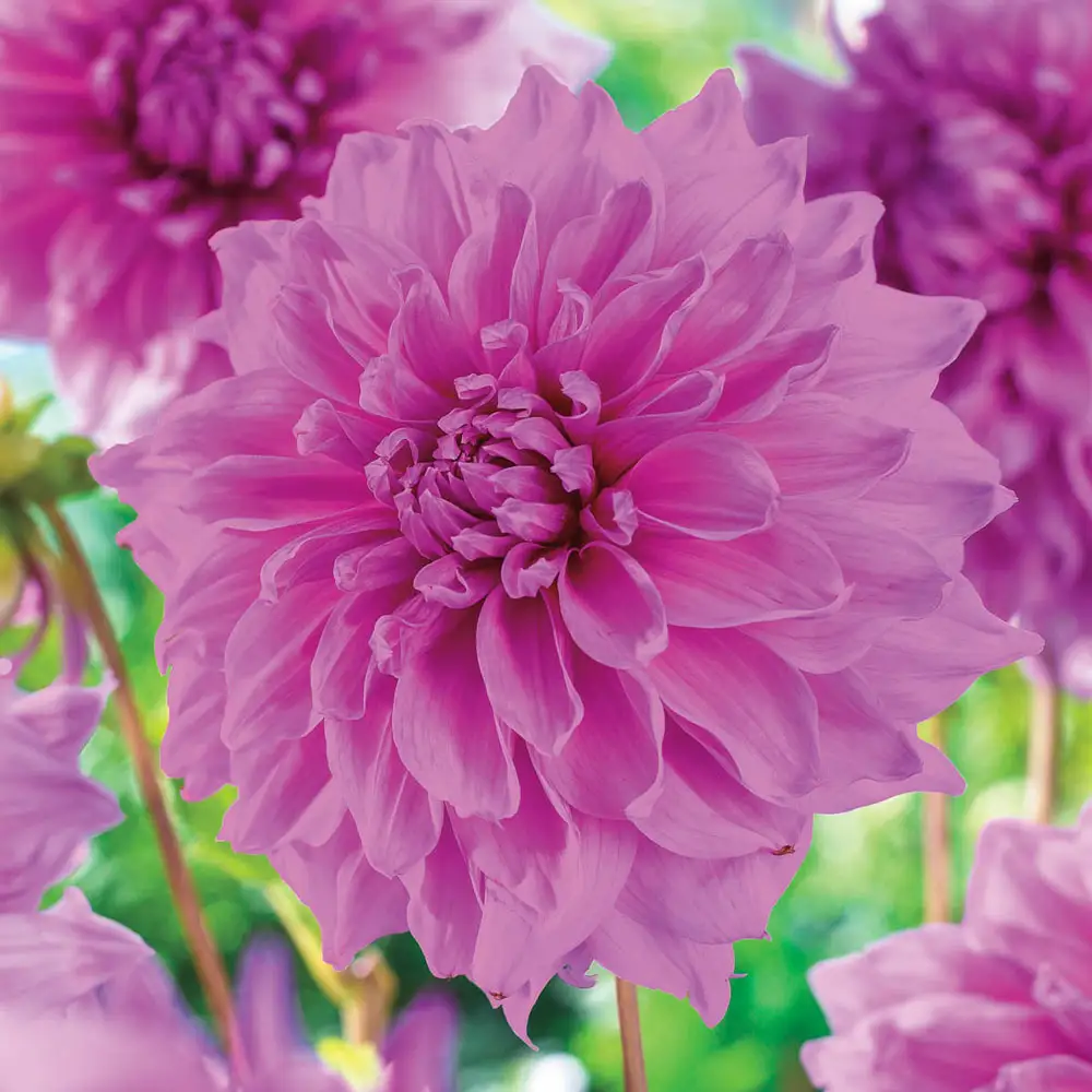 Dahlia Decorative Lavender Perfection