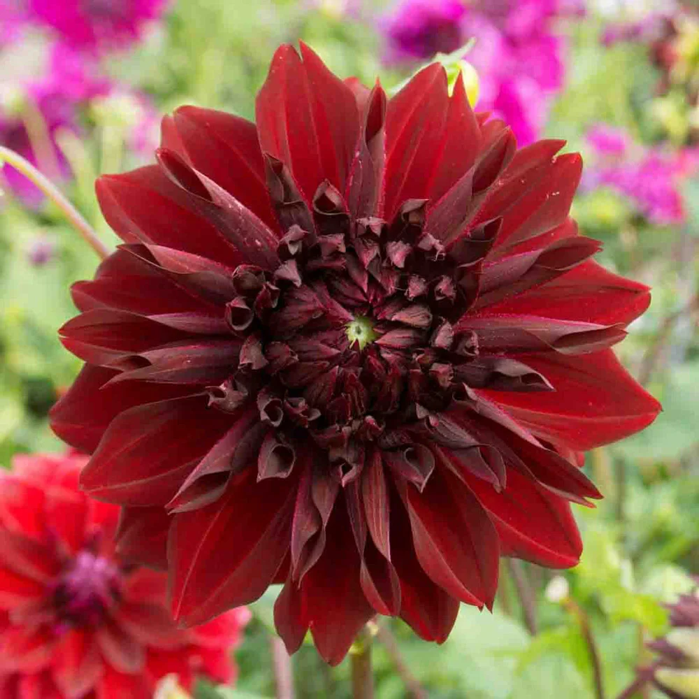 Dinnerplate Dahlia Mingus Alex - Image 4