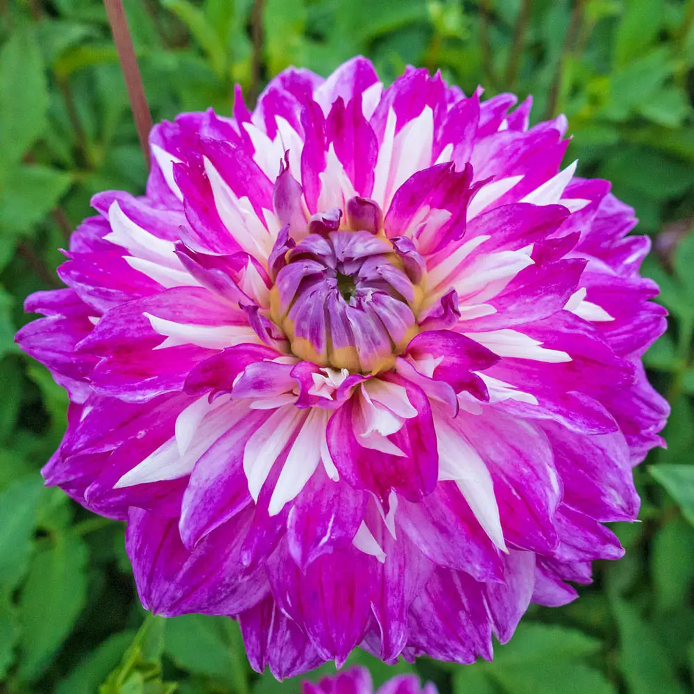 Colorful Decorative Dahlia Optic Illusion - Image 2