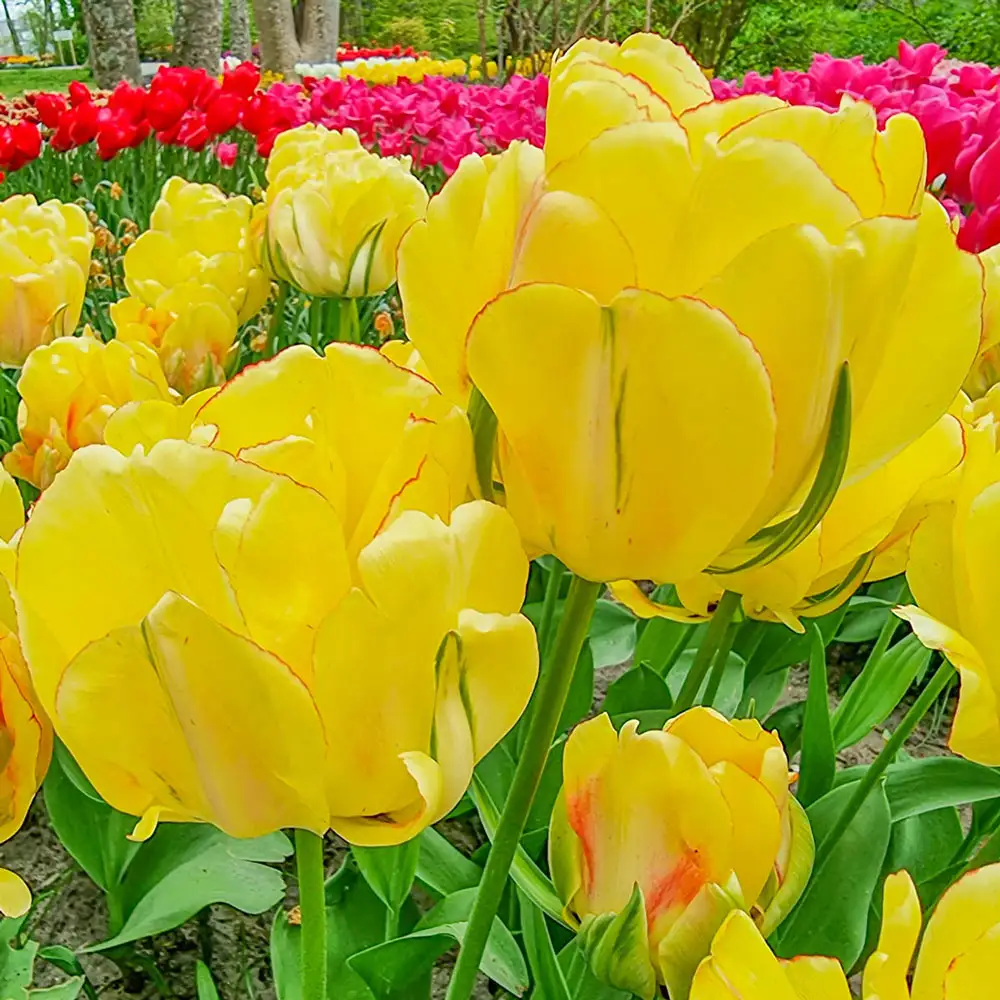 Darwin Hybrid Tulip Akebono - Image 3
