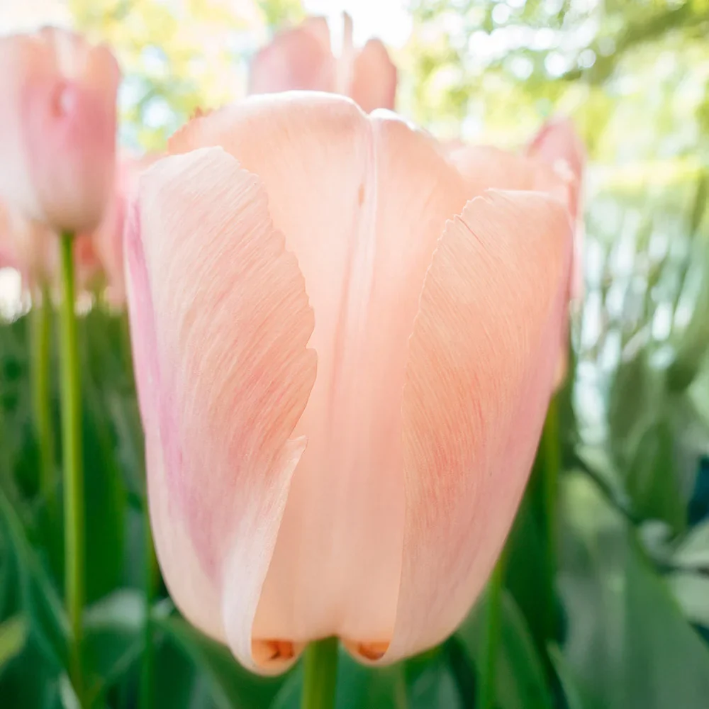 Darwin Hybrid Tulip Apricot Pride
