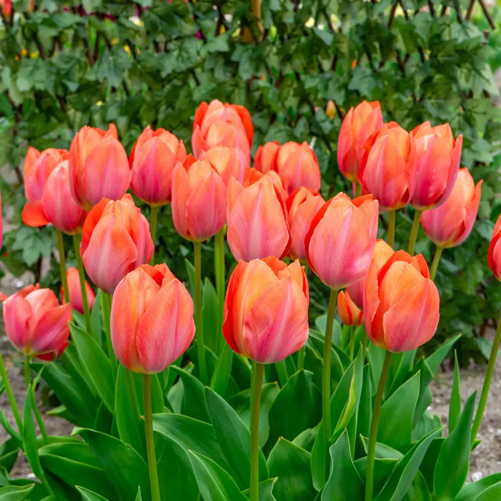 Darwin Hybrid Tulip Apricot Van Eijk