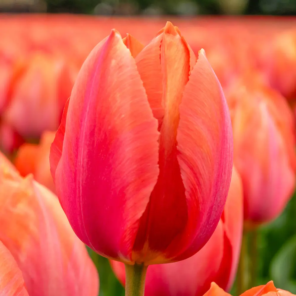 Darwin Hybrid Tulip Apricot Van Eijk - Image 2