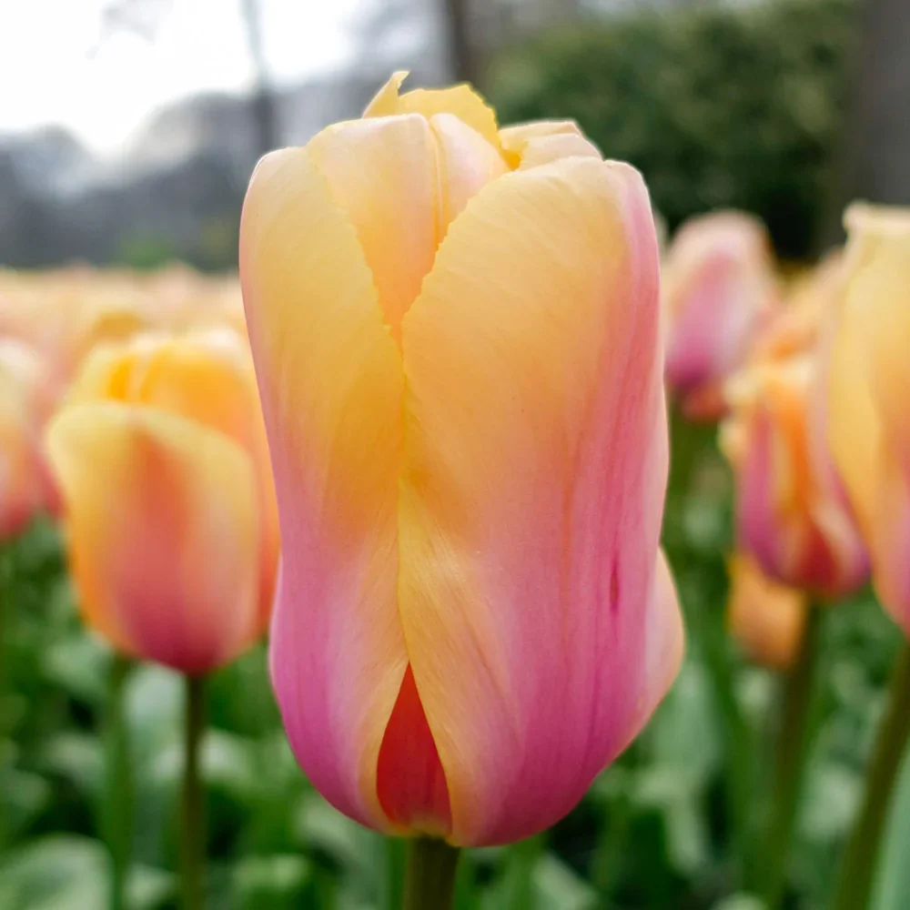 Darwin Hybrid Tulip Blushing Impression - Image 2