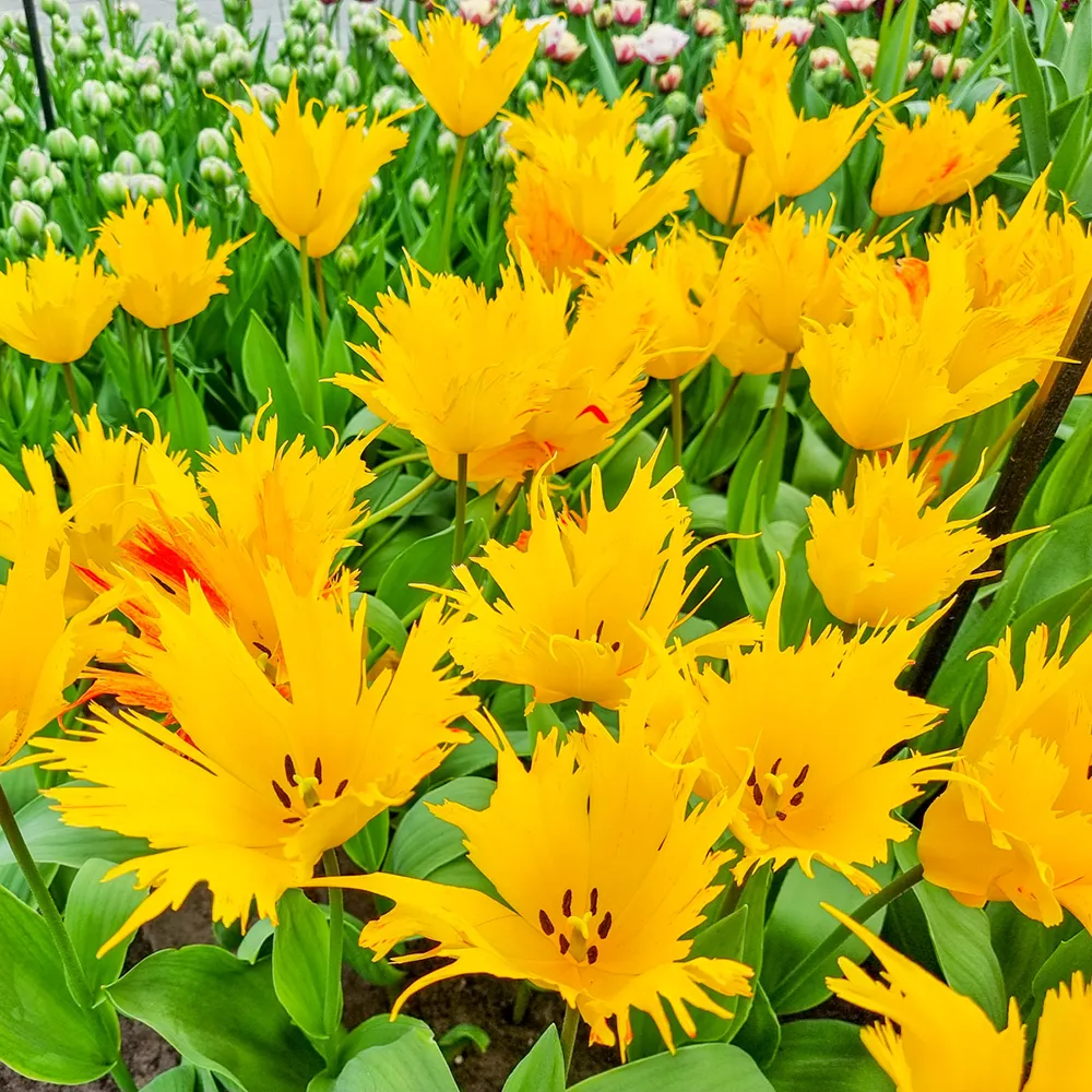Darwin Hybrid Tulip Golden Leo