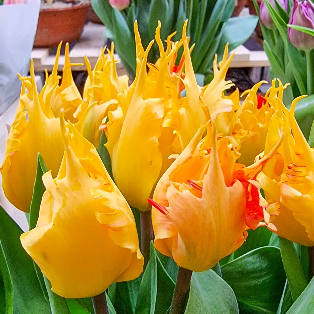 Darwin Hybrid Tulip Golden Leo - Image 3