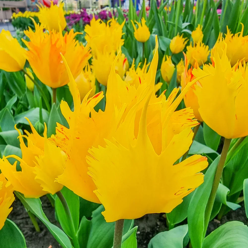Darwin Hybrid Tulip Golden Leo - Image 4