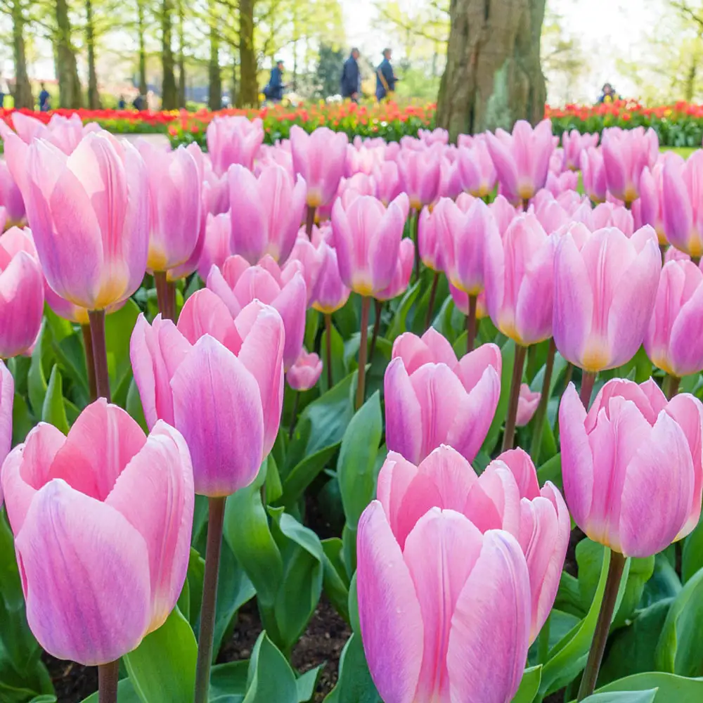 Darwin Hybrid Tulip Light and Dreamy - Image 2