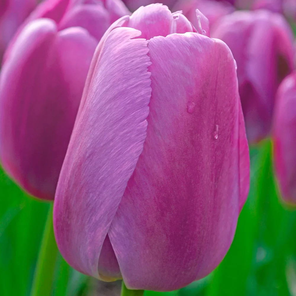 Darwin Hybrid Tulip Purple Pride