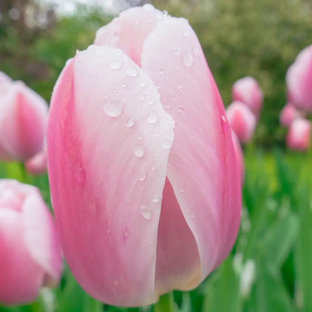Darwin Hybrid Tulip Royal Pride