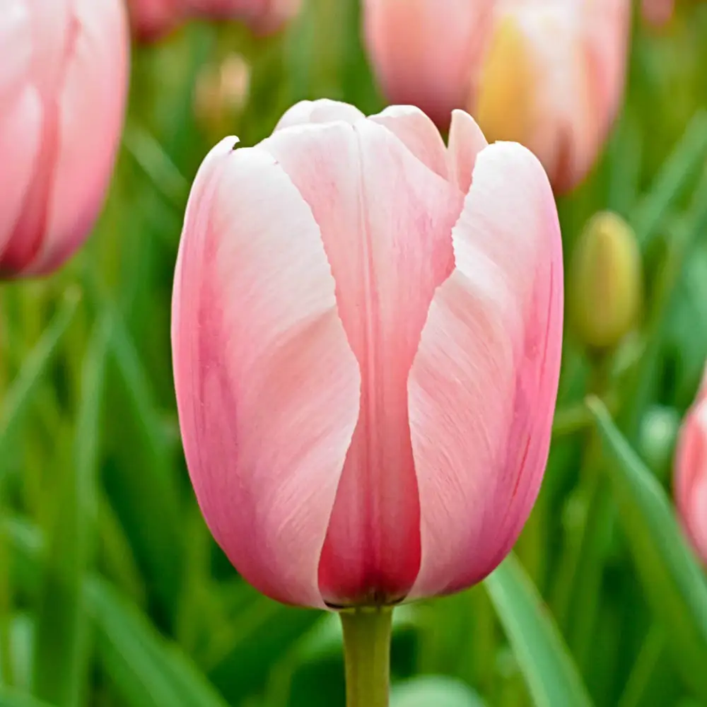 Darwin Hybrid Tulip Salmon Impression - Image 2