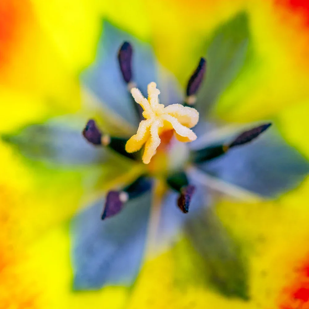 Darwin Hybrid Tulip World Peace - Image 2