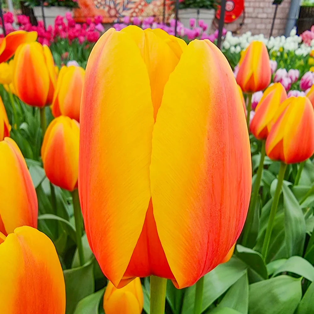 Darwin Hybrid Tulip World Peace - Image 4