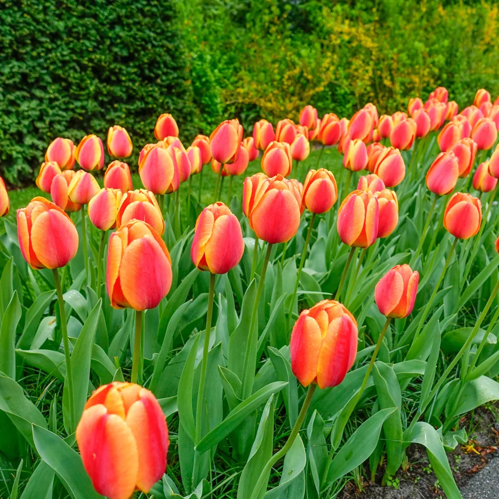 Darwin Hybrid Tulip World Peace - Image 6