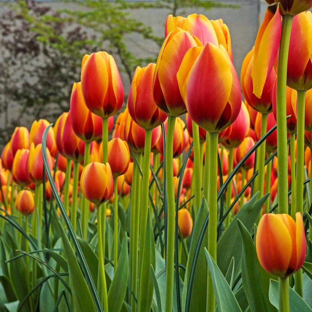 Darwin Hybrid Tulip World Peace - Image 7