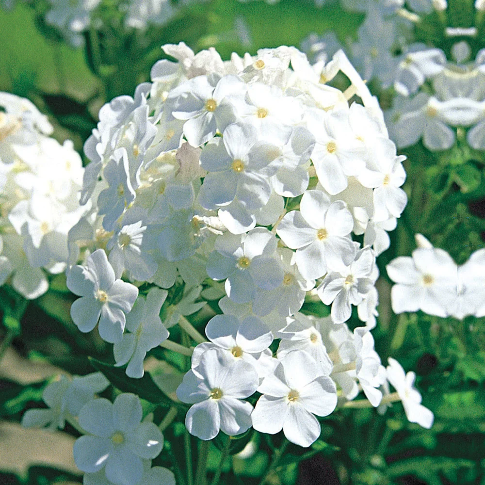 Phlox David - Image 3