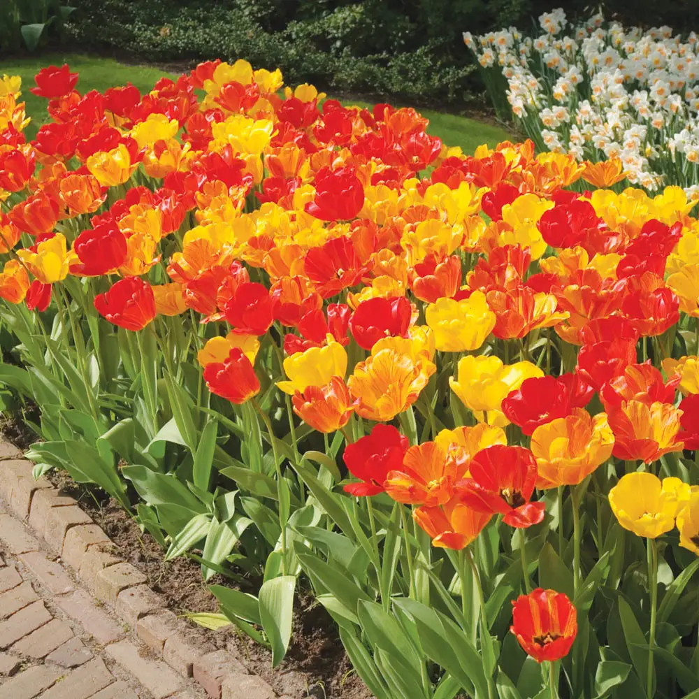 Darwin Hybrid Tulip Daydream
