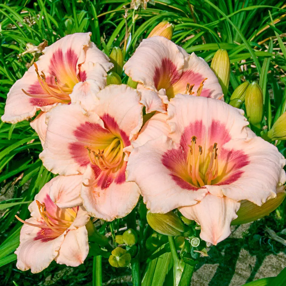Daylily Blush'n Pink Eye - Image 3