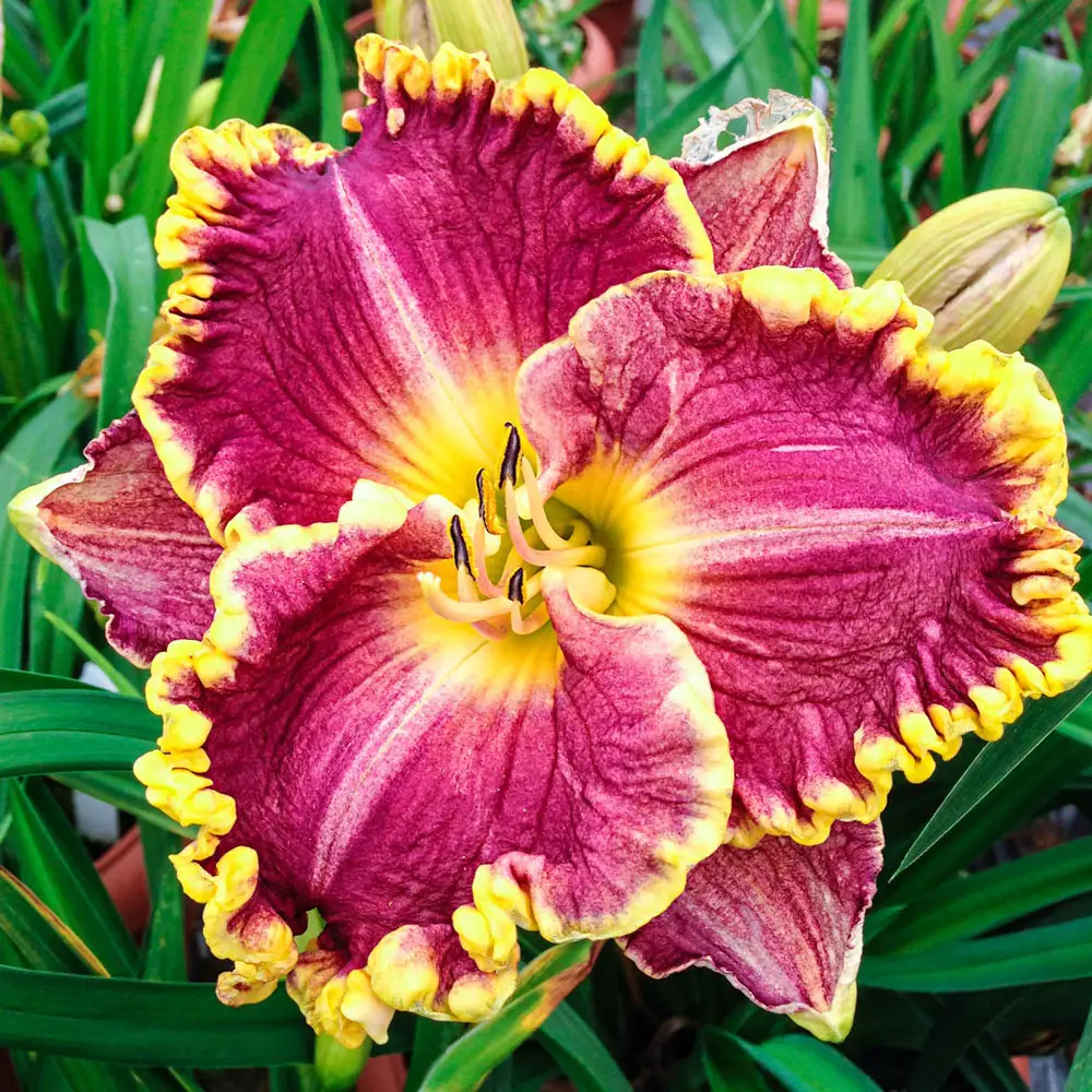 Daylily Daria