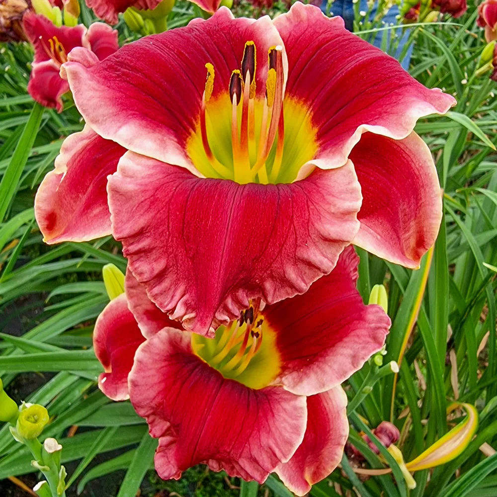 Daylily Lovely Ladybug - Image 2