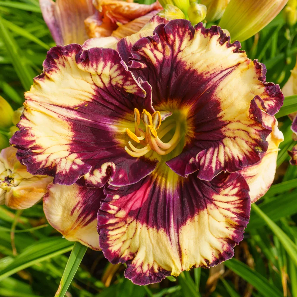 Daylily Moussaka - Image 2