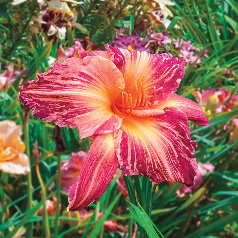 Daylily Pink Stripes