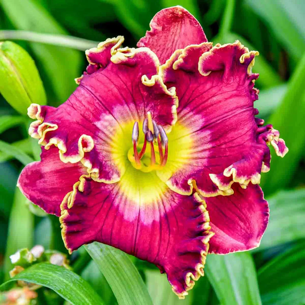 Daylily Sangria Splash