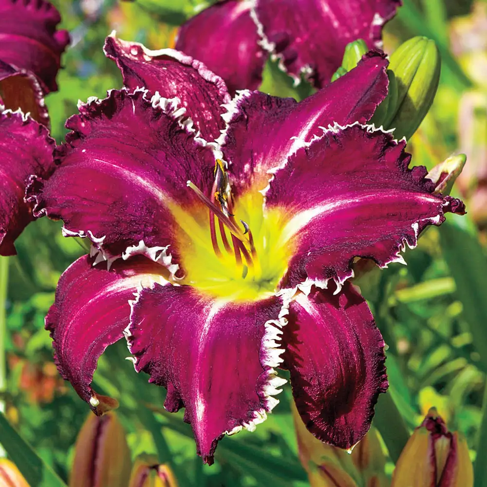 Daylily Snaggle Tooth