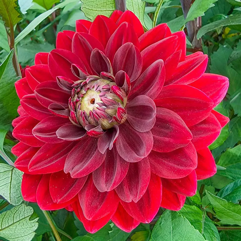 Decorative Dahlia After Dusk