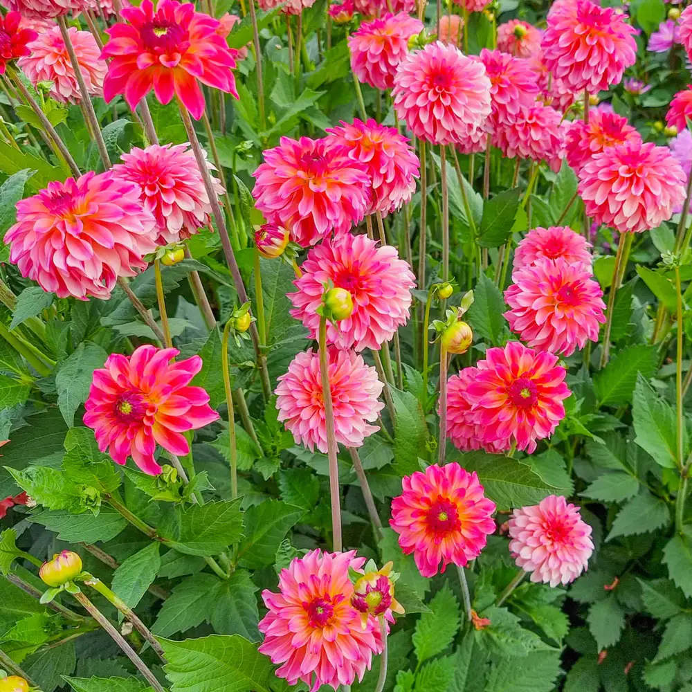 Decorative Dahlia Belfloor - Image 2