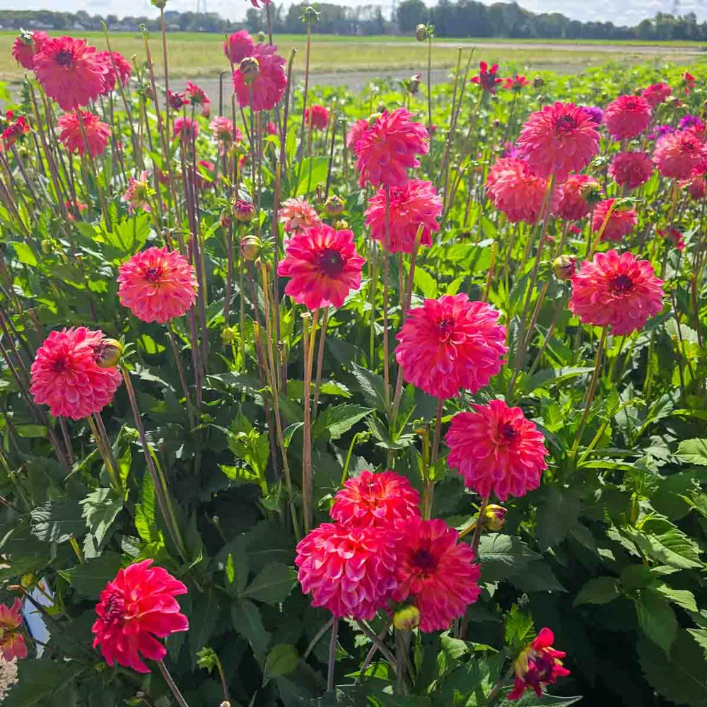 Decorative Dahlia Belfloor - Image 4