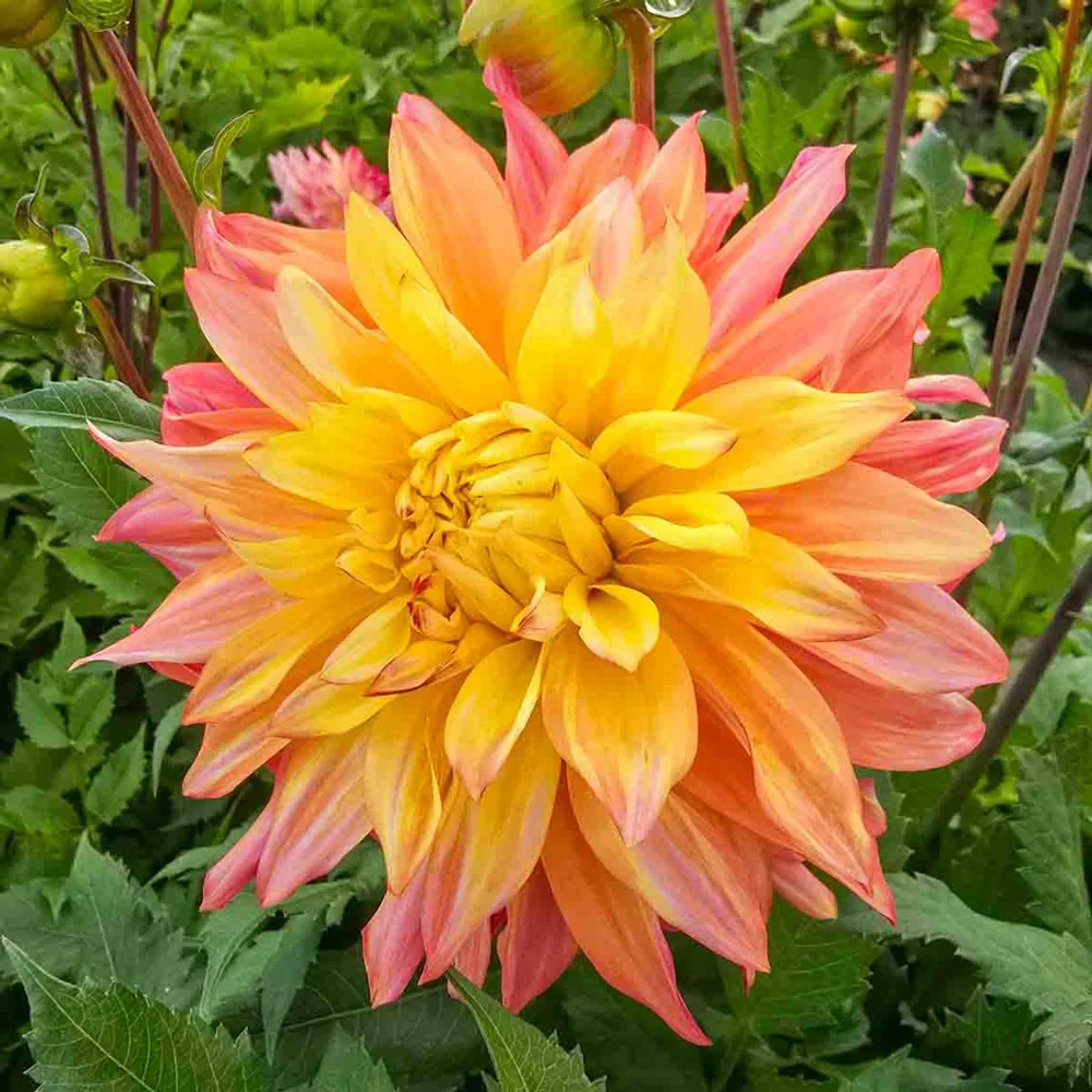 Decorative Dahlia Blushing Lady - Image 3