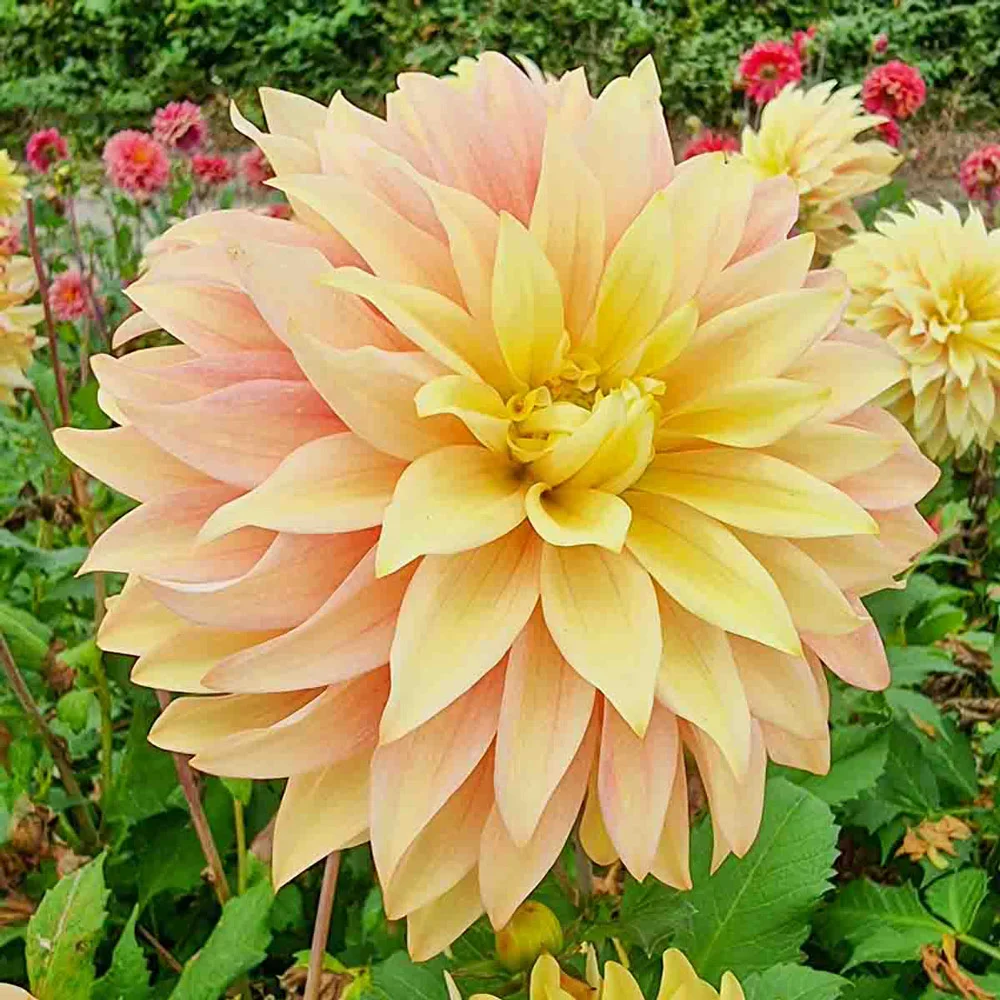 Decorative Dahlia Blushing Lady - Image 4