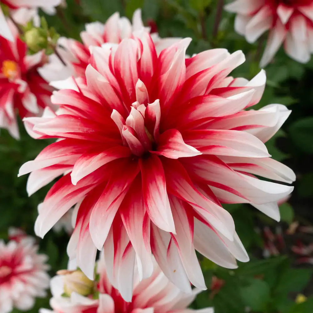Decorative Dahlia Catching Fire