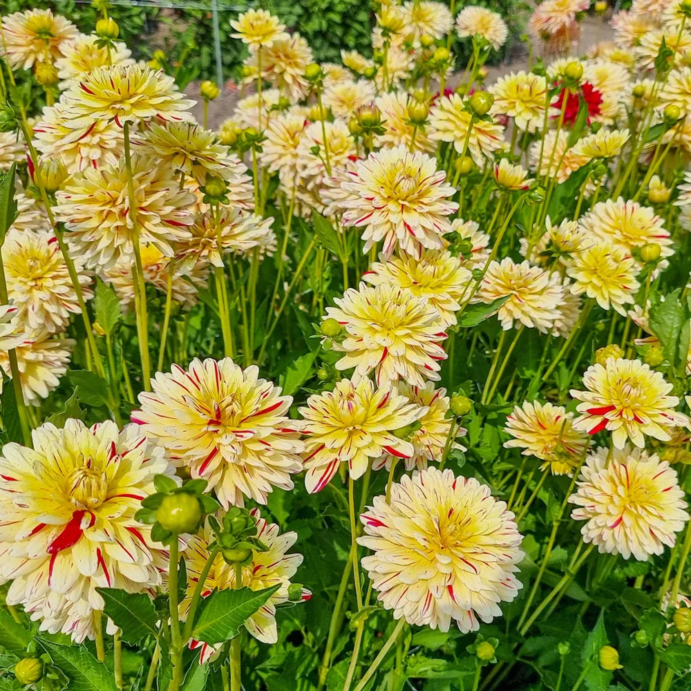 Decorative Dahlia Crème Silence - Image 3