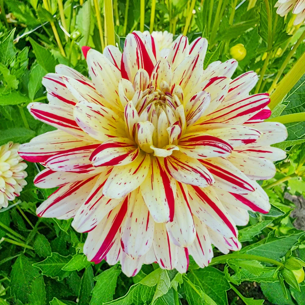 Decorative Dahlia Crème Silence - Image 4