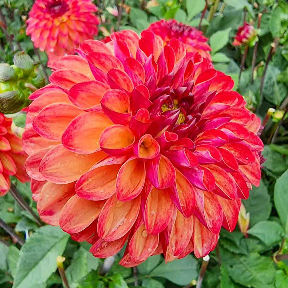 Decorative Dahlia Ding a Dong